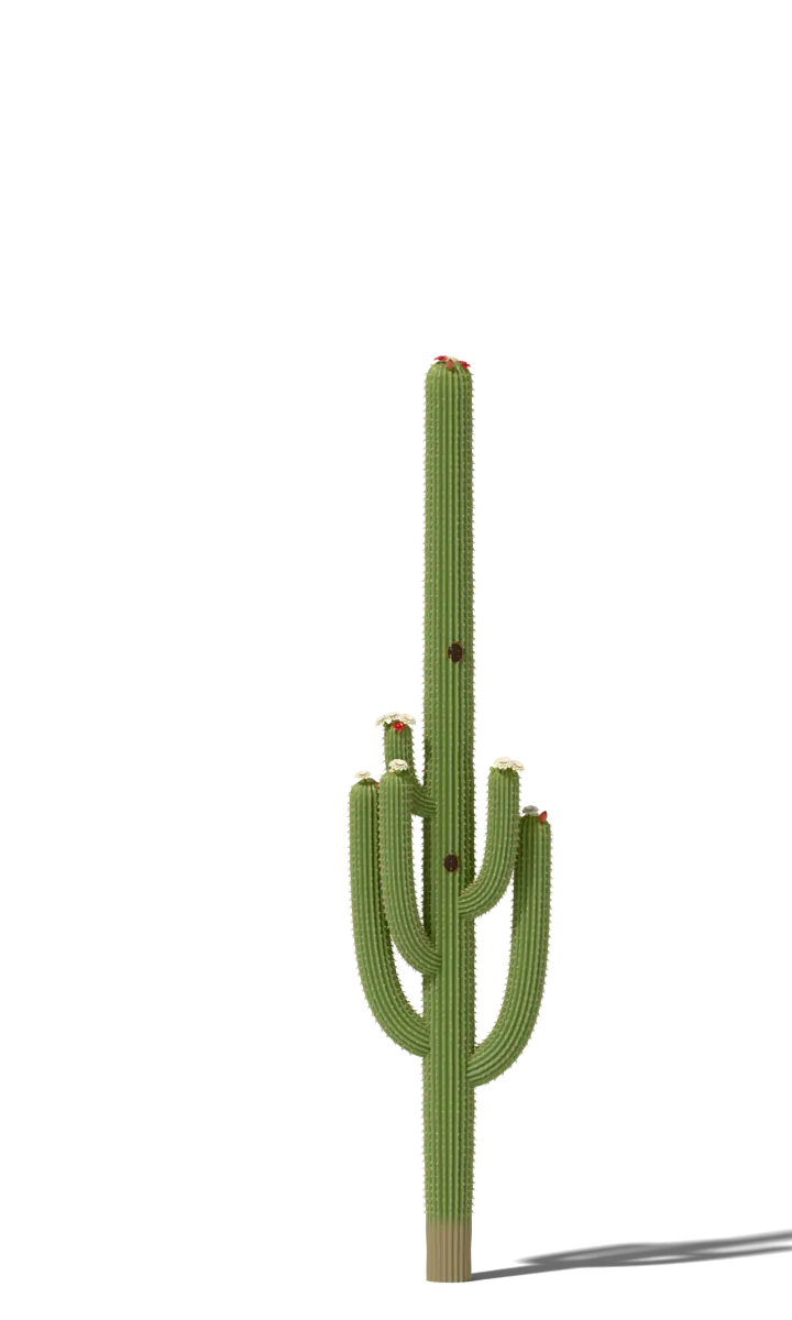 Saguaro cactus at 150 years, drawn to scale beside a 5 ft 9 in person