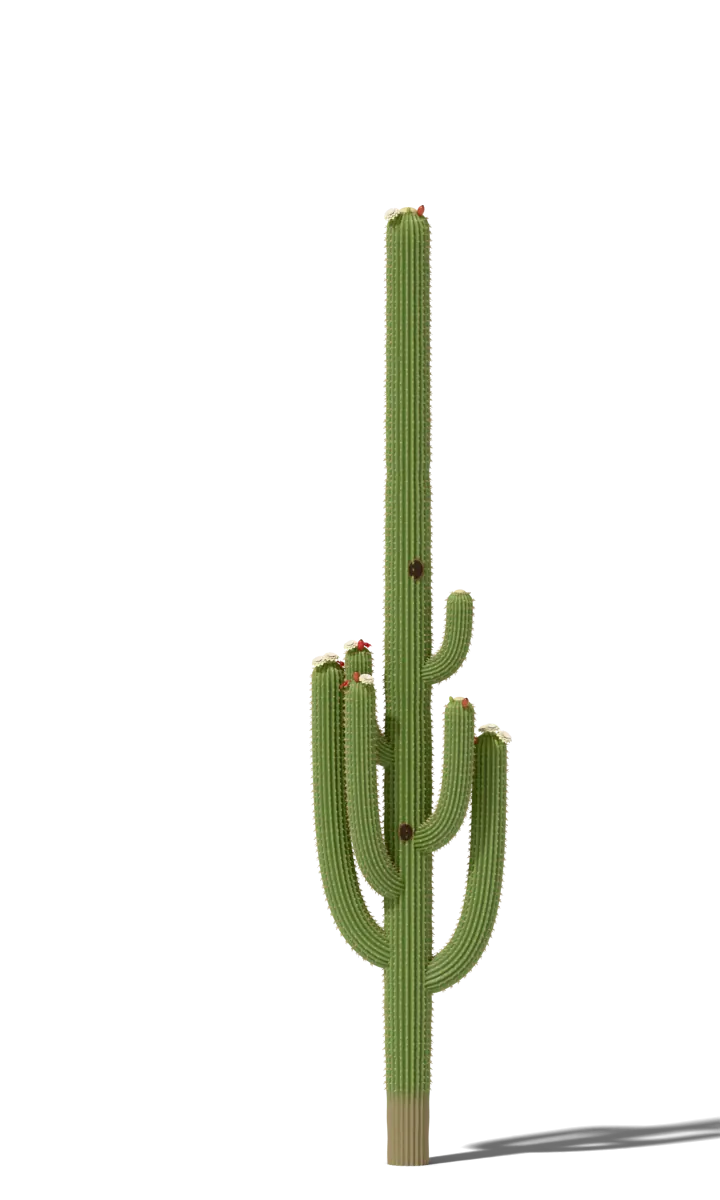 Saguaro cactus at 175 years, drawn to scale beside a 5 ft 9 in person