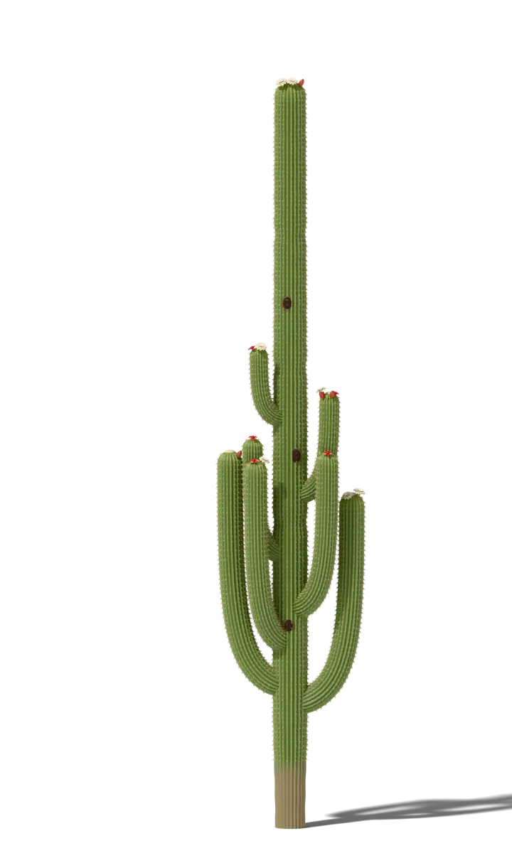 Saguaro cactus at 200 years, drawn to scale beside a 5 ft 9 in person