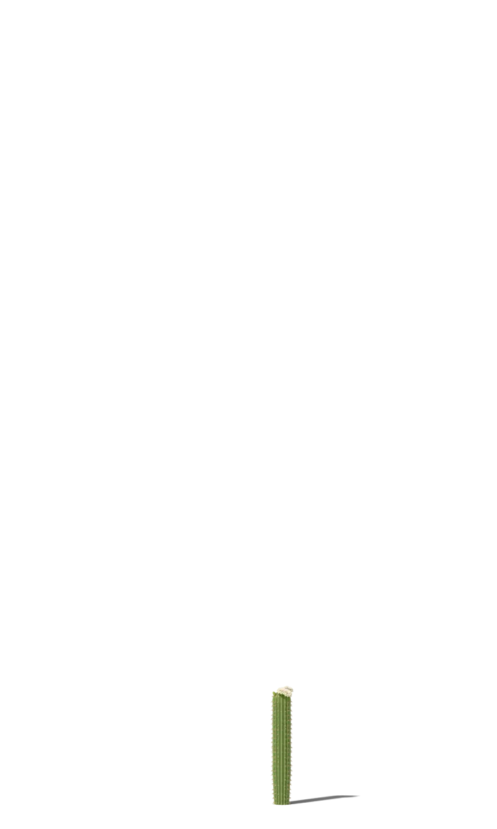Saguaro cactus at 50 years, drawn to scale beside a 5 ft 9 in person