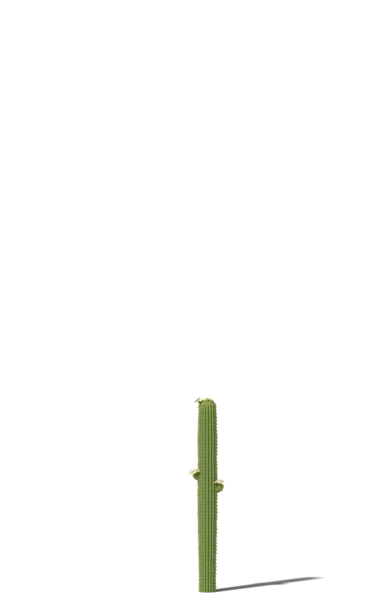Saguaro cactus at 75 years, drawn to scale beside a 5 ft 9 in person