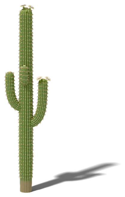 Saguaro cactus model: one tall trunk; arms start well up