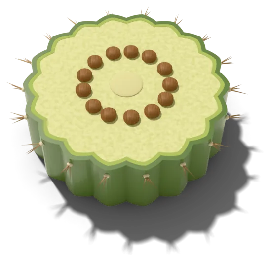 Cross-section of a well-watered saguaro stem: plump and nearly round, with shallow pleats