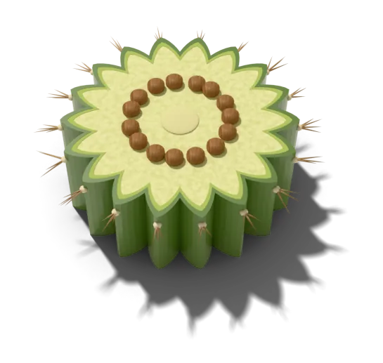 Cross-section of the same stem in drought: smaller, with deep, folded pleats