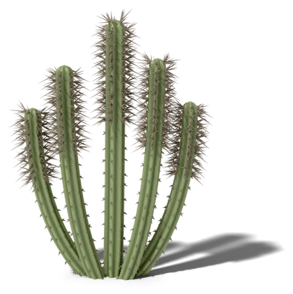 Senita cactus model: 5–8 deep ribs; grey, shaggy “beard” on top