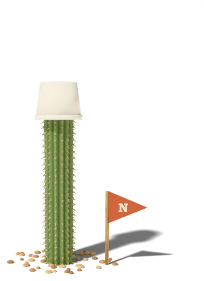 A young garden saguaro with a white foam cup over its tip and a small orange flag marked N beside it