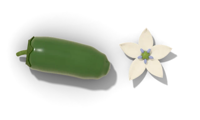 A green jalapeño beside a small white pepper flower