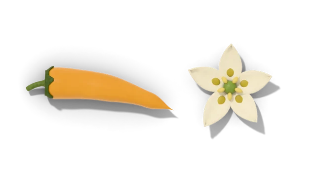 An orange ají amarillo beside a cream flower with gold spots