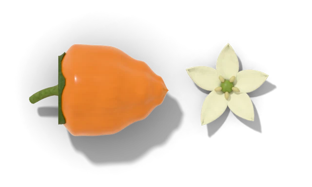 An orange habanero beside a greenish-white pepper flower
