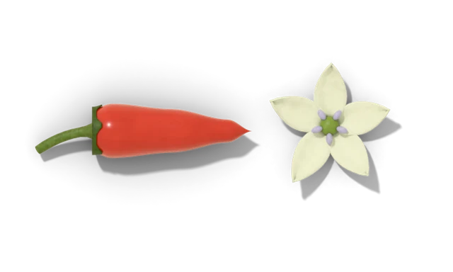 A slim red tabasco pepper beside a greenish-white flower
