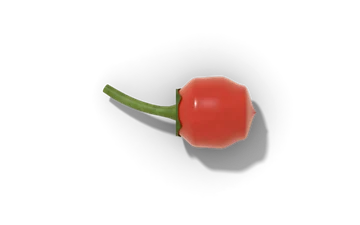 Chiltepin pepper