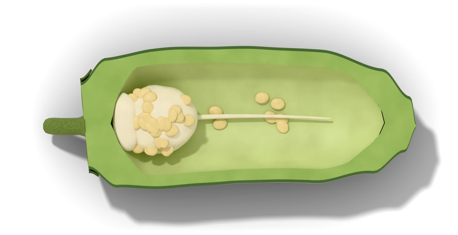 A green jalapeño cut lengthwise, cut face up: a dark green skin rim, pale green flesh walls, a cream placenta at the stem end covered in seeds, and pale ribs running towards the tip