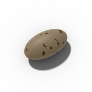 Artichoke seed