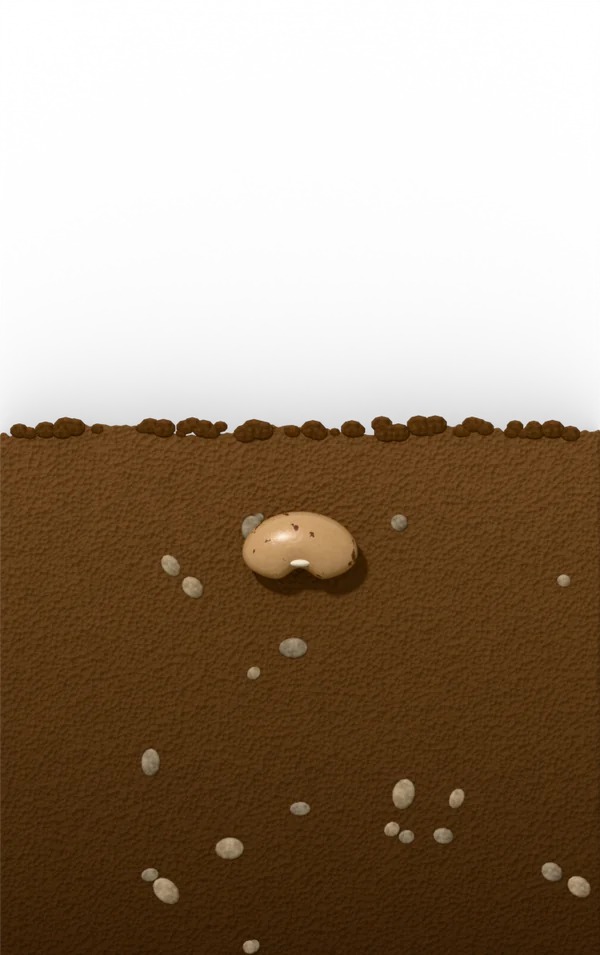 Bean seed germination, day 0 after sowing: dry seed stage