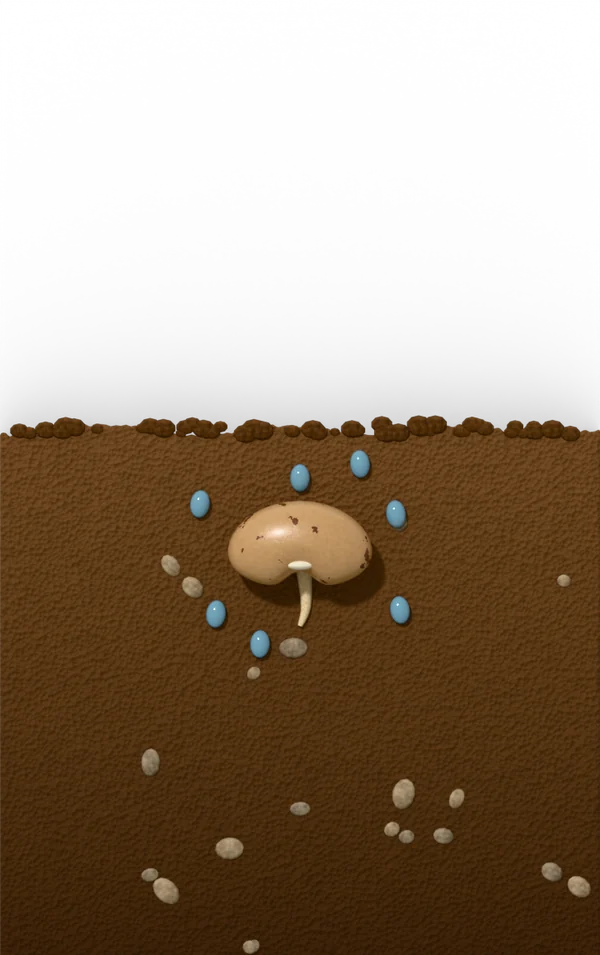Bean seed germination, day 2 after sowing: imbibition stage