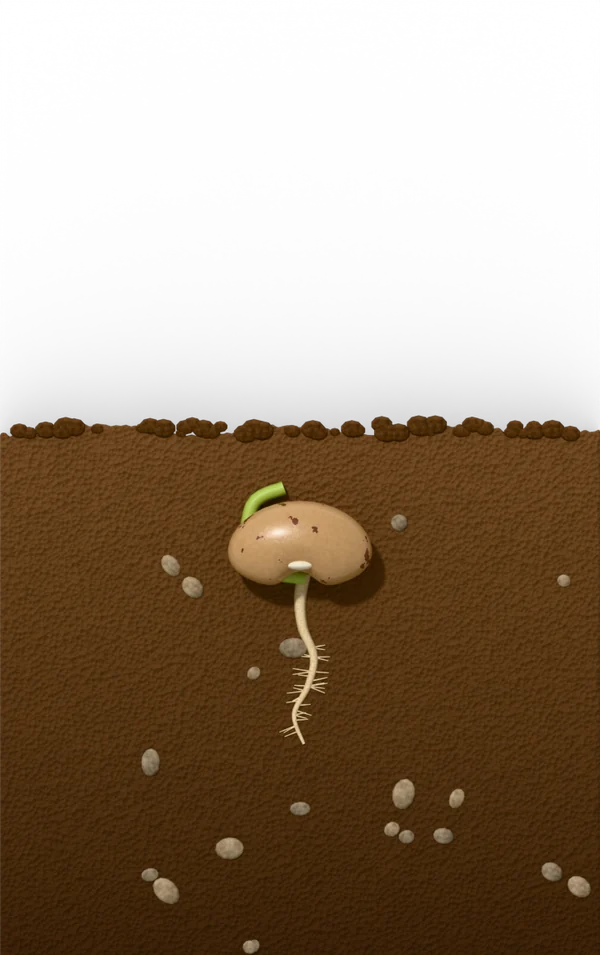 Bean seed germination, day 4 after sowing: radicle stage