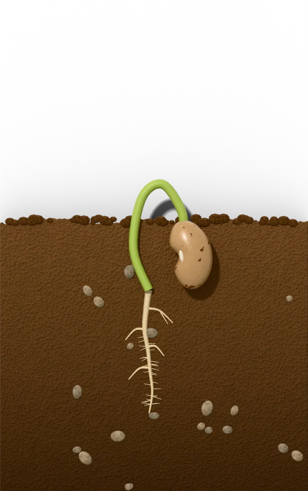 Bean seed germination, day 6 after sowing: hypocotyl hook stage