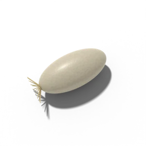 Cornflower seed