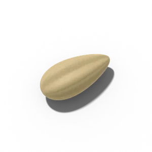 Endive seed