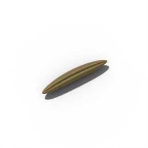 Salsify seed