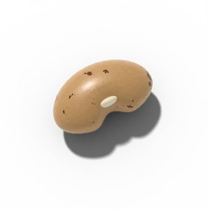 Snap bean seed