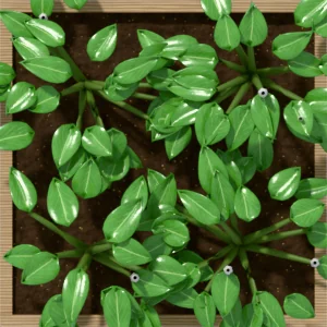 One square foot planted with 4 basil plants, seen from above