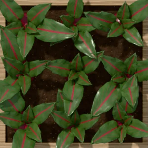 One square foot planted with 9 beet plants, seen from above