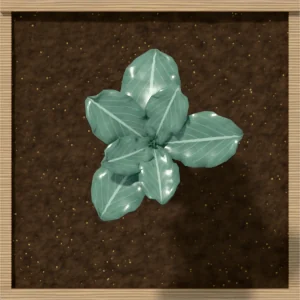 One square foot planted with 1 brussels sprouts plant, seen from above