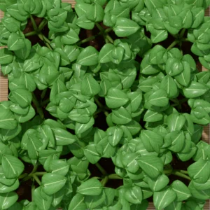 One square foot planted with 9 bush bean plants, seen from above