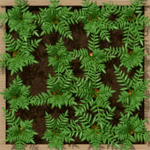 One square foot planted with 16 carrot plants, seen from above