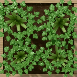 One square foot planted with 4 celery plants, seen from above