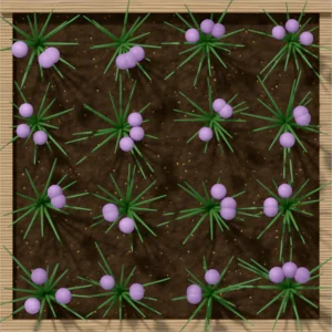 One square foot planted with 16 chives plants, seen from above