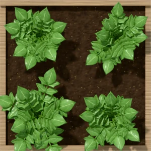 One square foot planted with 4 cilantro plants, seen from above