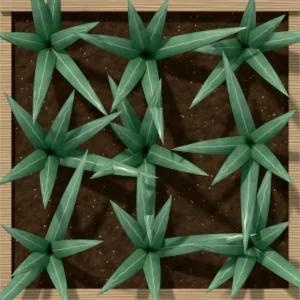One square foot planted with 9 garlic plants, seen from above