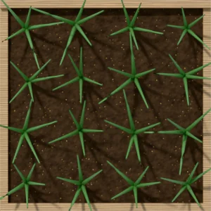 One square foot planted with 16 green onion plants, seen from above