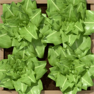 One square foot planted with 4 leaf lettuce plants, seen from above