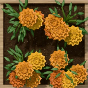 One square foot planted with 4 marigold plants, seen from above