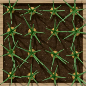 One square foot planted with 16 onion (bulb) plants, seen from above