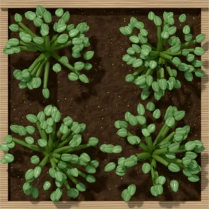 One square foot planted with 4 oregano plants, seen from above