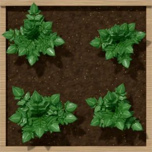 One square foot planted with 4 parsley plants, seen from above