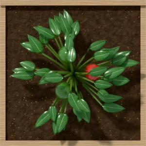 One square foot planted with 1 pepper plant, seen from above