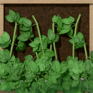 One square foot planted with 8 pole bean plants, seen from above