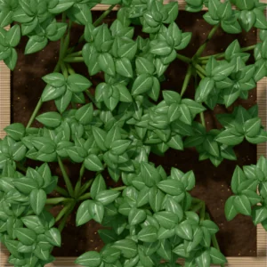 One square foot planted with 4 potato plants, seen from above