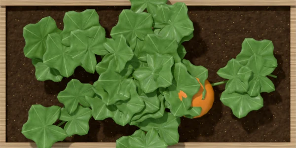 Pumpkin (small) spread over 2 squares of a bed, seen from above
