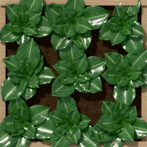 One square foot planted with 9 spinach plants, seen from above