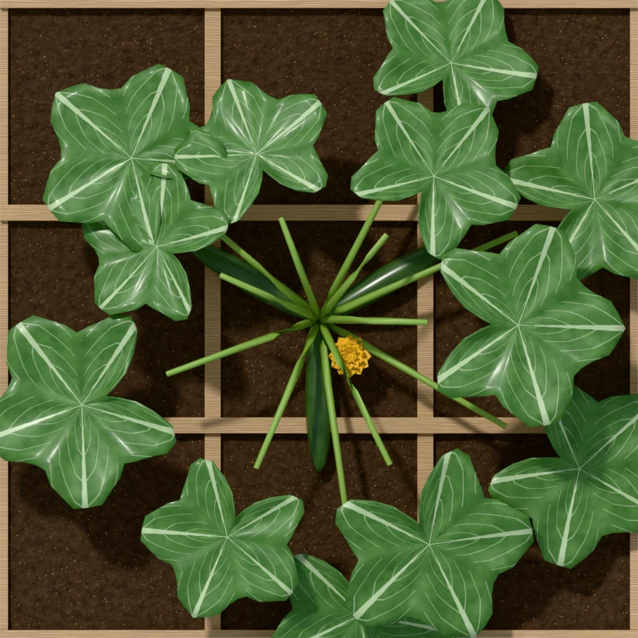 Summer squash spread over 9 squares of a bed, seen from above