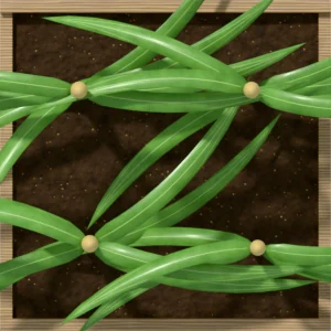 One square foot planted with 4 sweet corn plants, seen from above