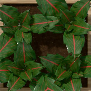 One square foot planted with 4 swiss chard plants, seen from above