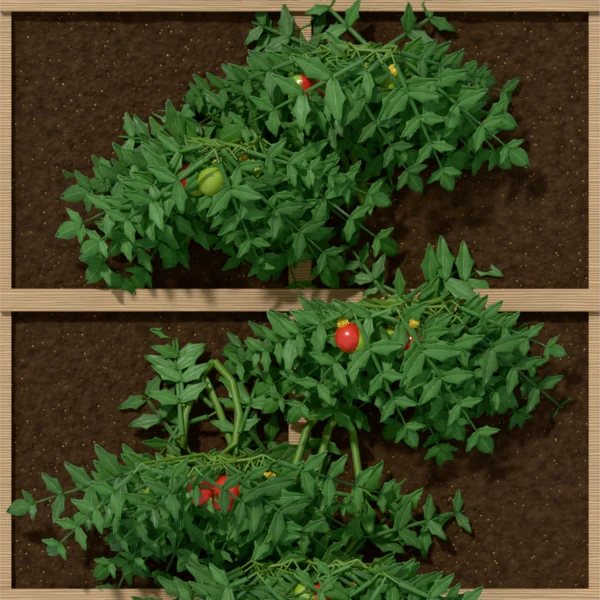 Tomato (bush) spread over 4 squares of a bed, seen from above