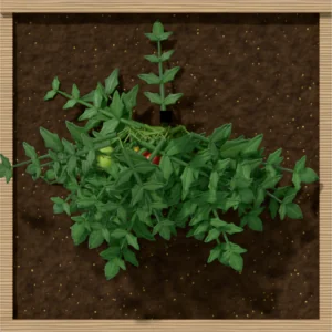 One square foot planted with 1 tomato (staked) plant, seen from above
